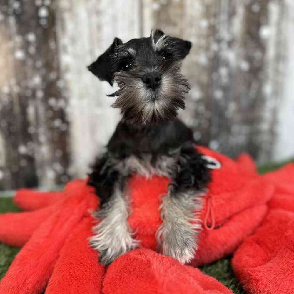 Male Miniature Schnauzer Puppy for Sale in Saugus, MA