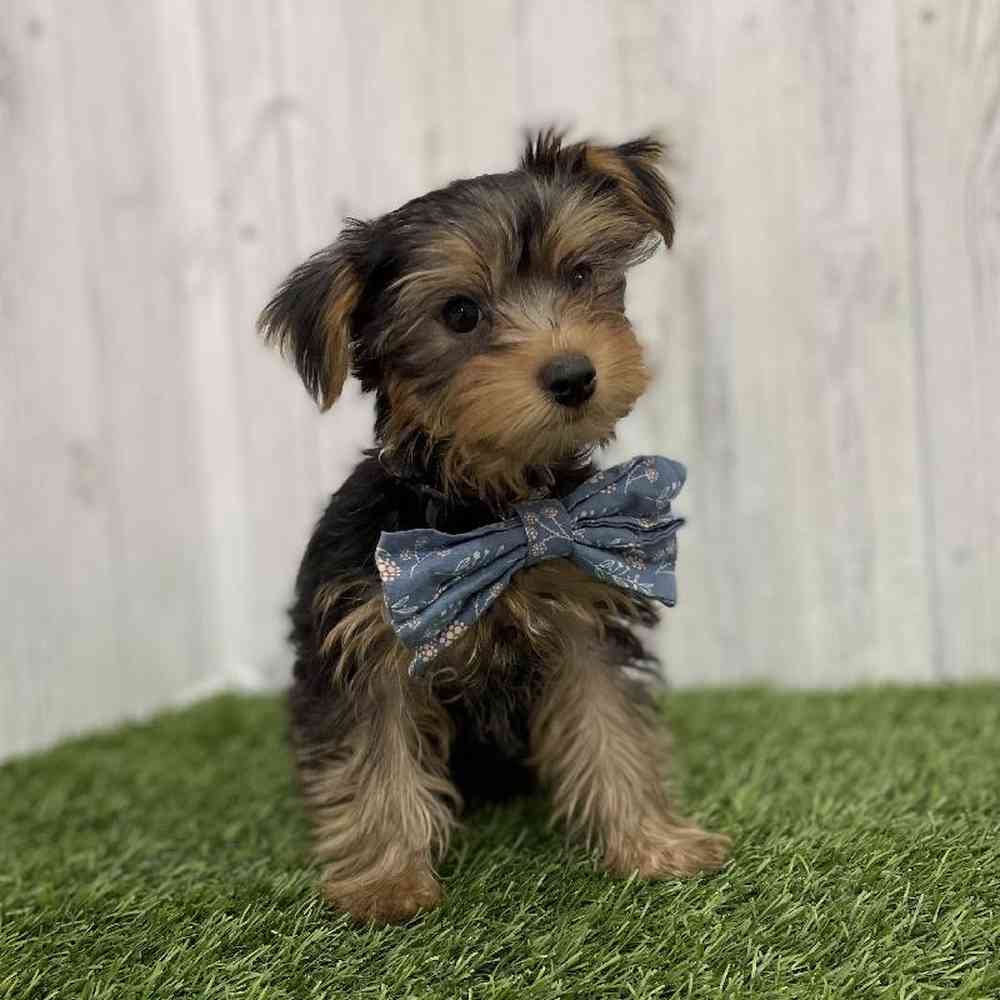 Male Yorkshire Terrier Puppy for Sale in Braintree, MA