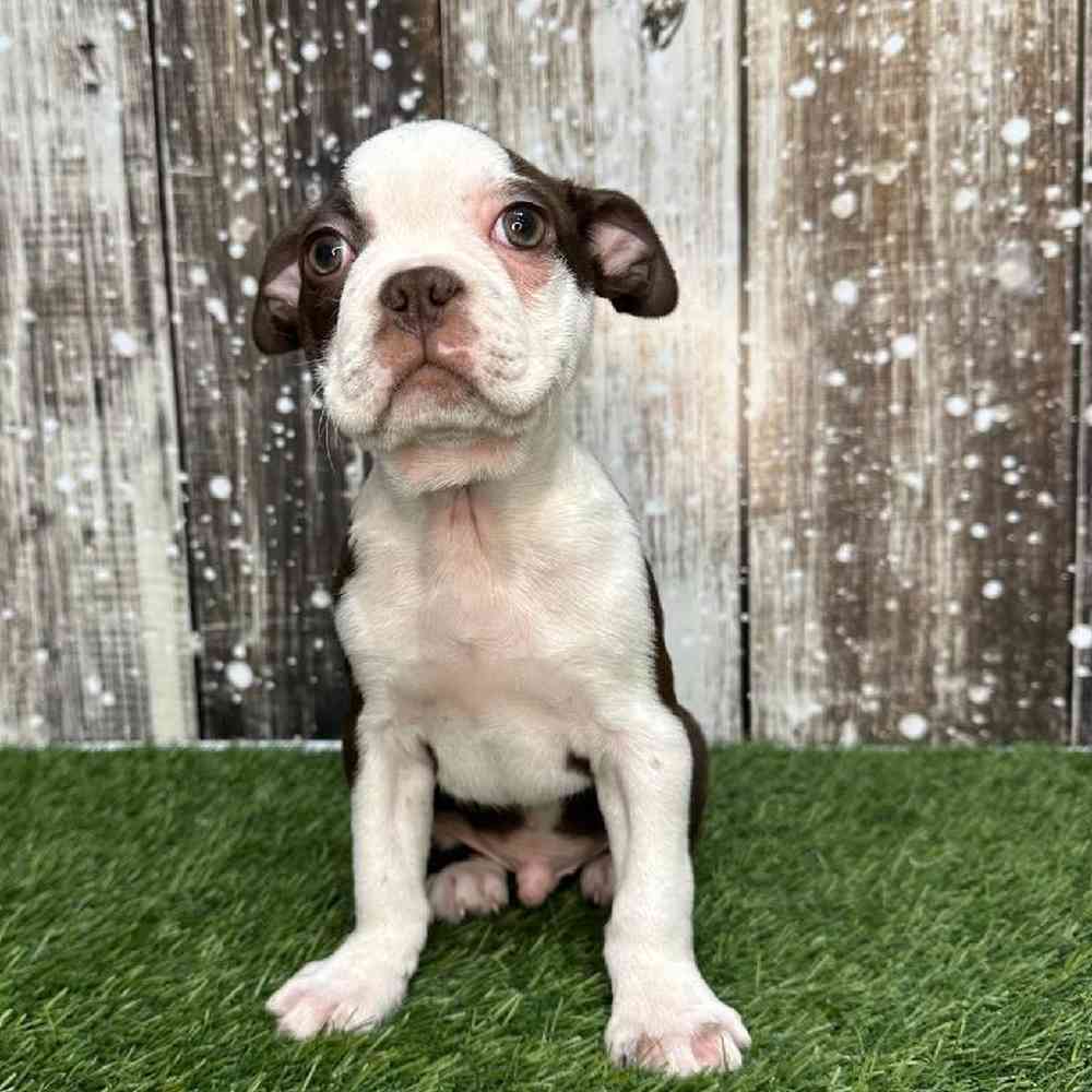 Male Boston Terrier Puppy for Sale in Saugus, MA