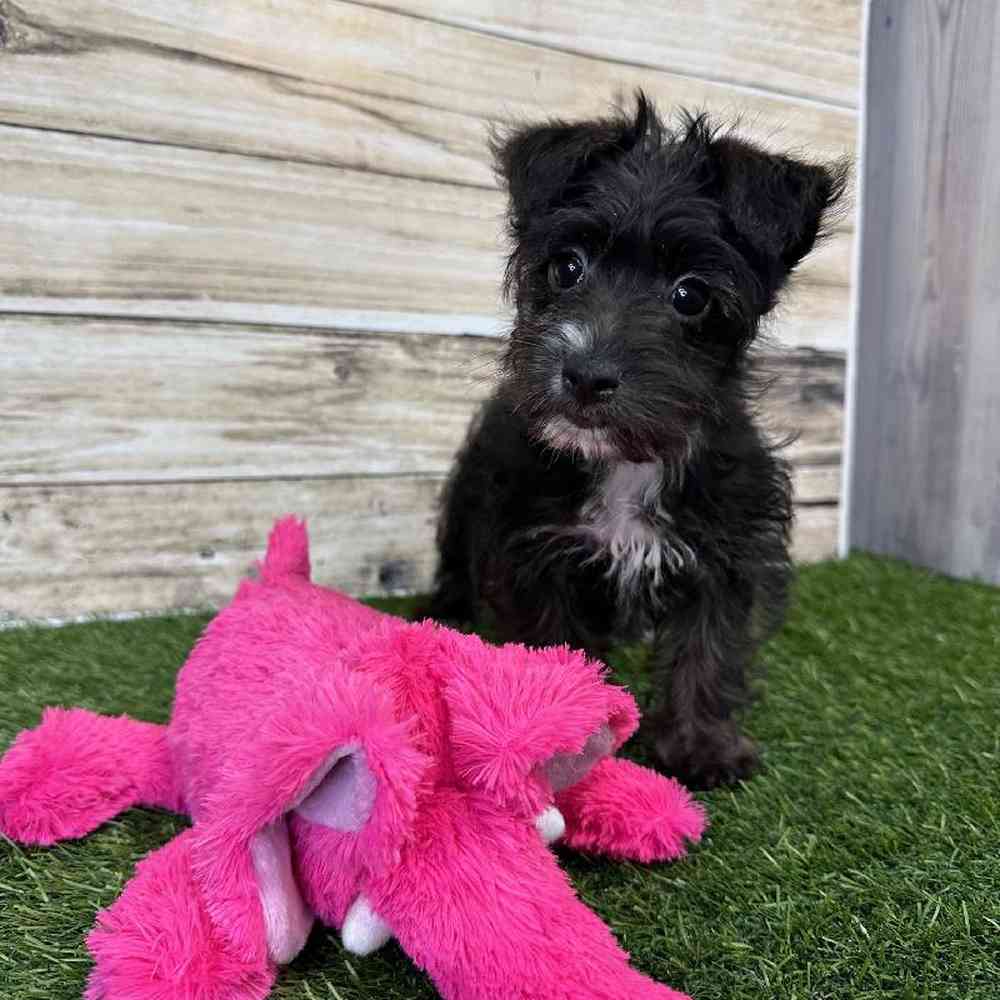 Female Yorkie-Poo Puppy for Sale in Saugus, MA