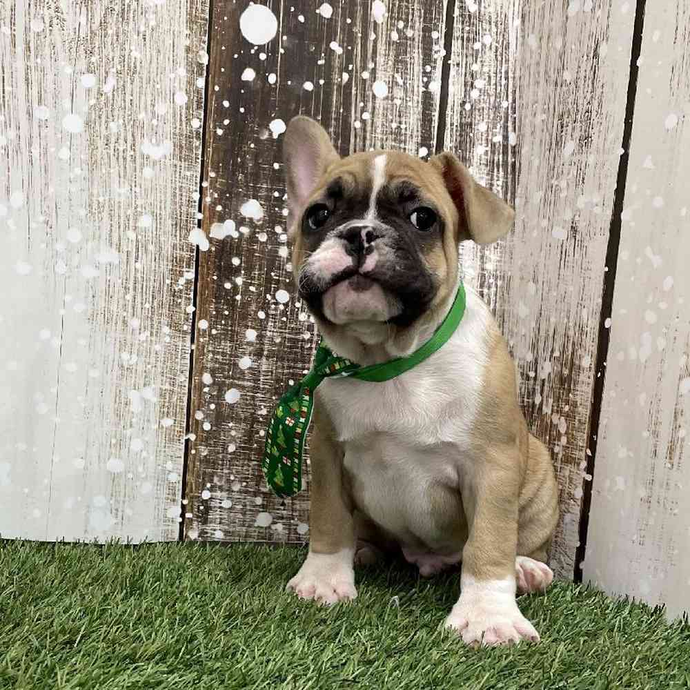 Male French Bulldog Puppy for Sale in Braintree, MA