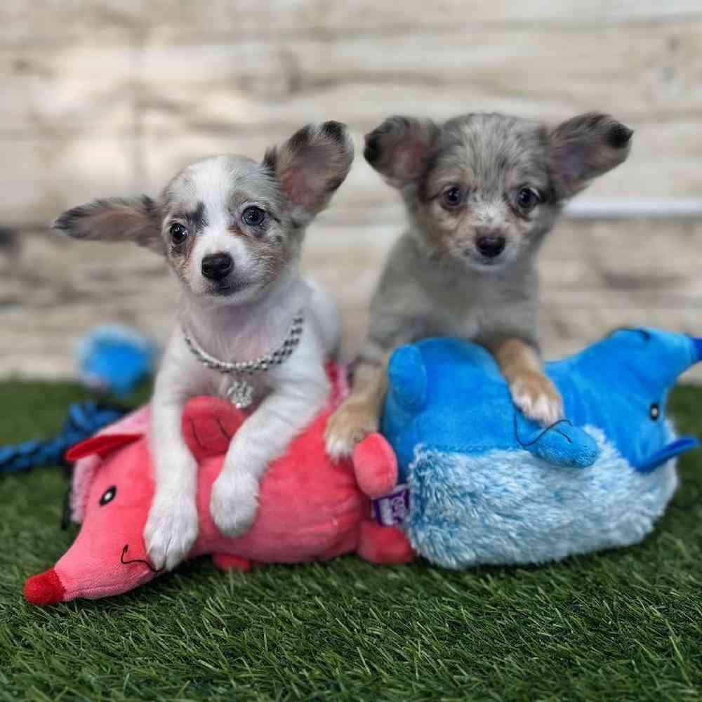 Female Chihuahua Puppy for Sale in Saugus, MA