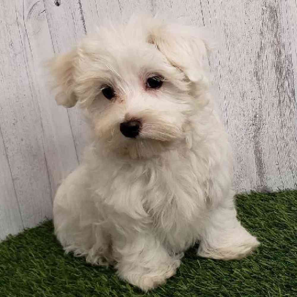 Male Maltese Puppy for sale