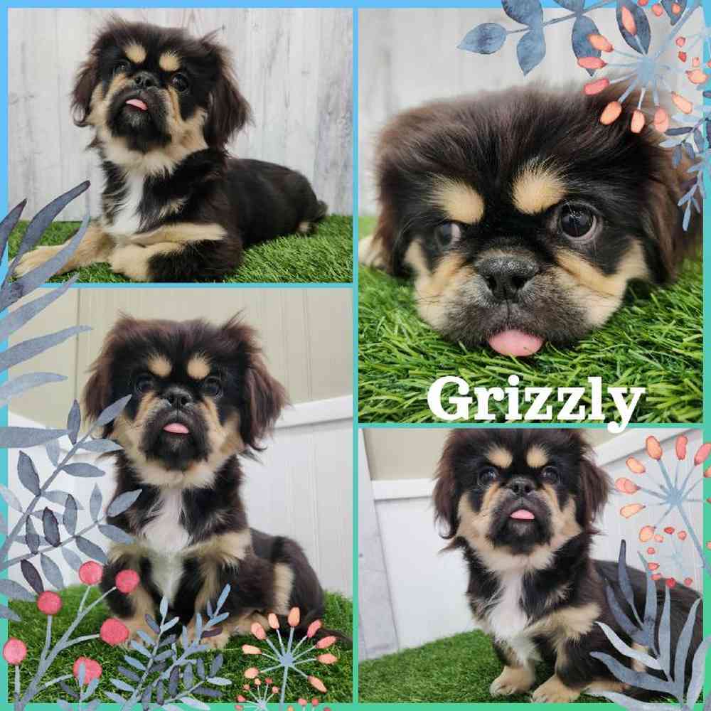 Male Pekingese Puppy for Sale in Braintree, MA