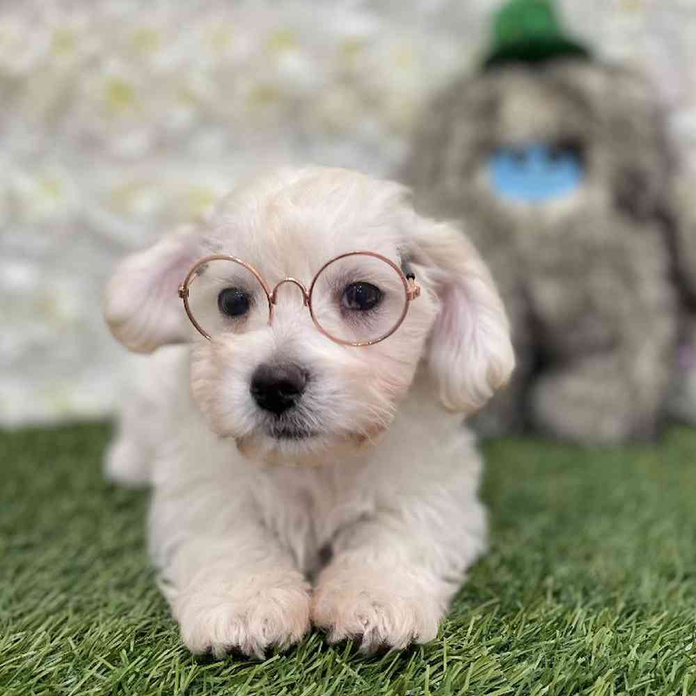 LaChon For Sale Pet Express Braintree