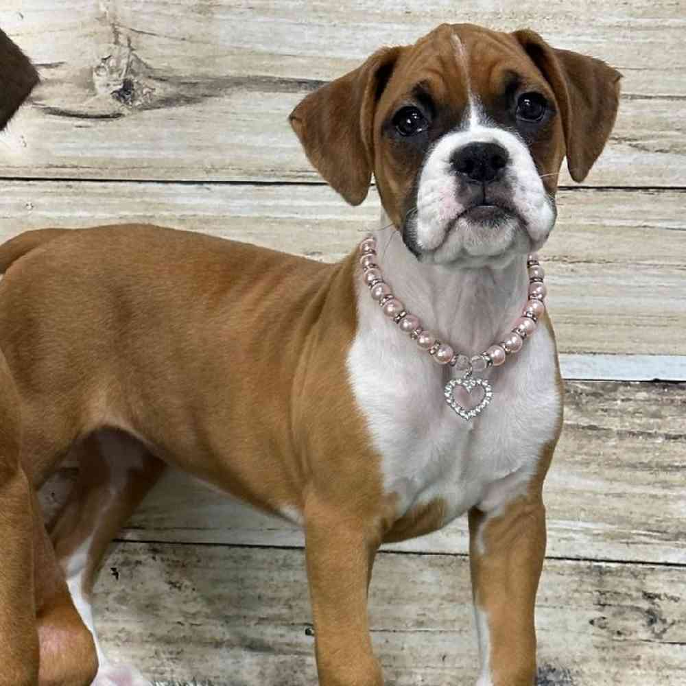 Female Boxer Puppy for Sale in Saugus, MA