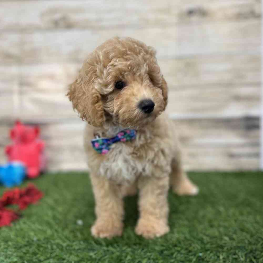Male Mini Goldendoodle F1BB Puppy for Sale in Saugus, MA