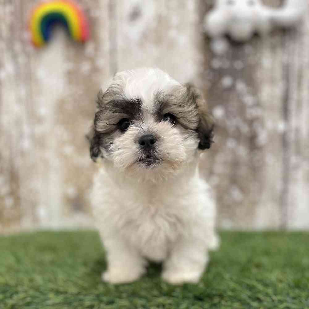 Female Teddy Bear (Zuchon) Puppy for Sale in Saugus, MA