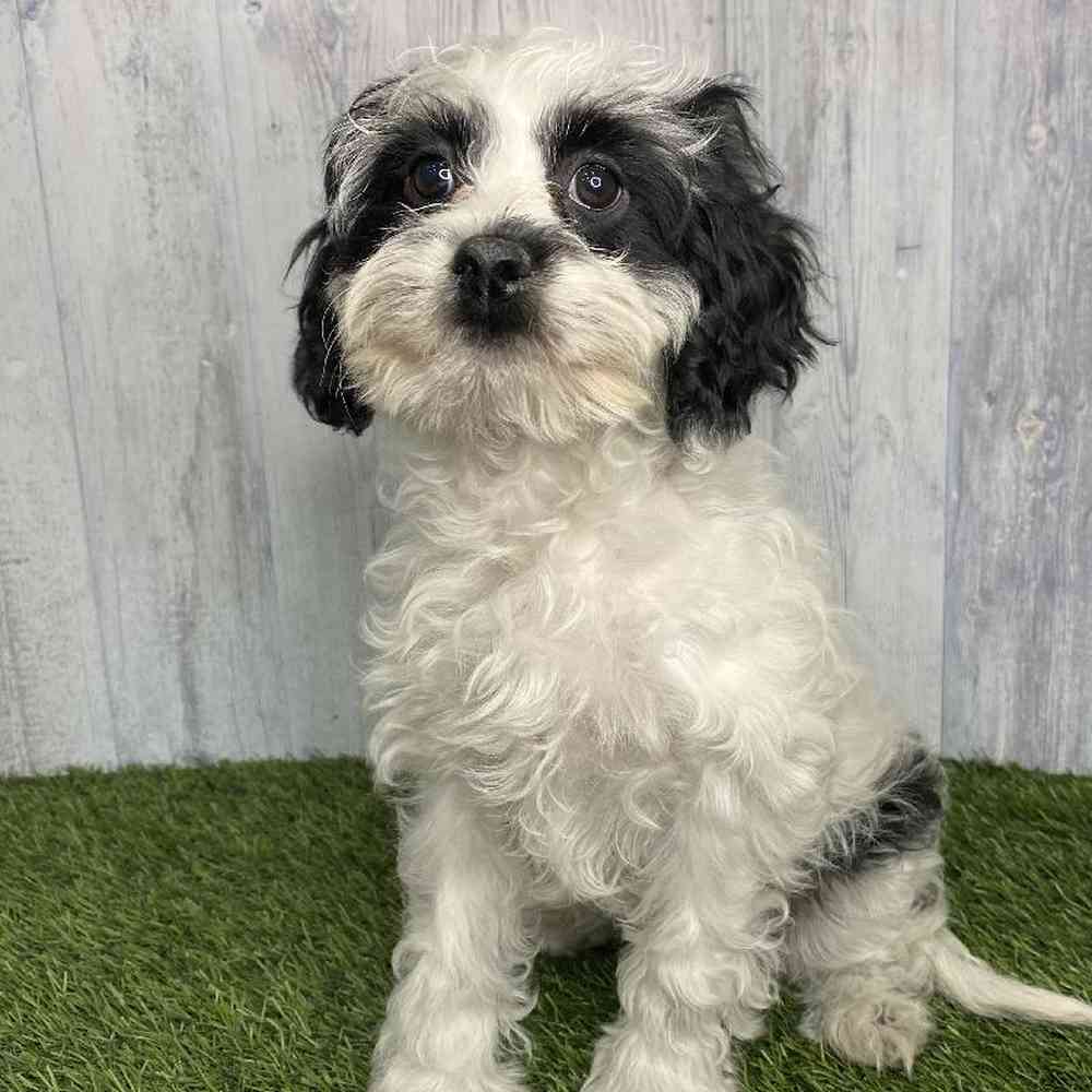 Female Cavapoo Puppy for sale
