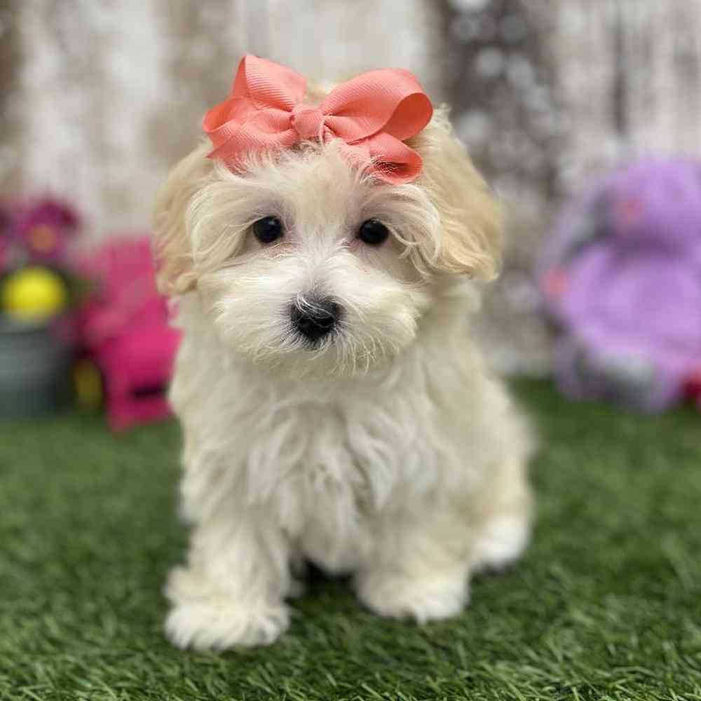 Female Malti-Poo Puppy for Sale in Braintree, MA