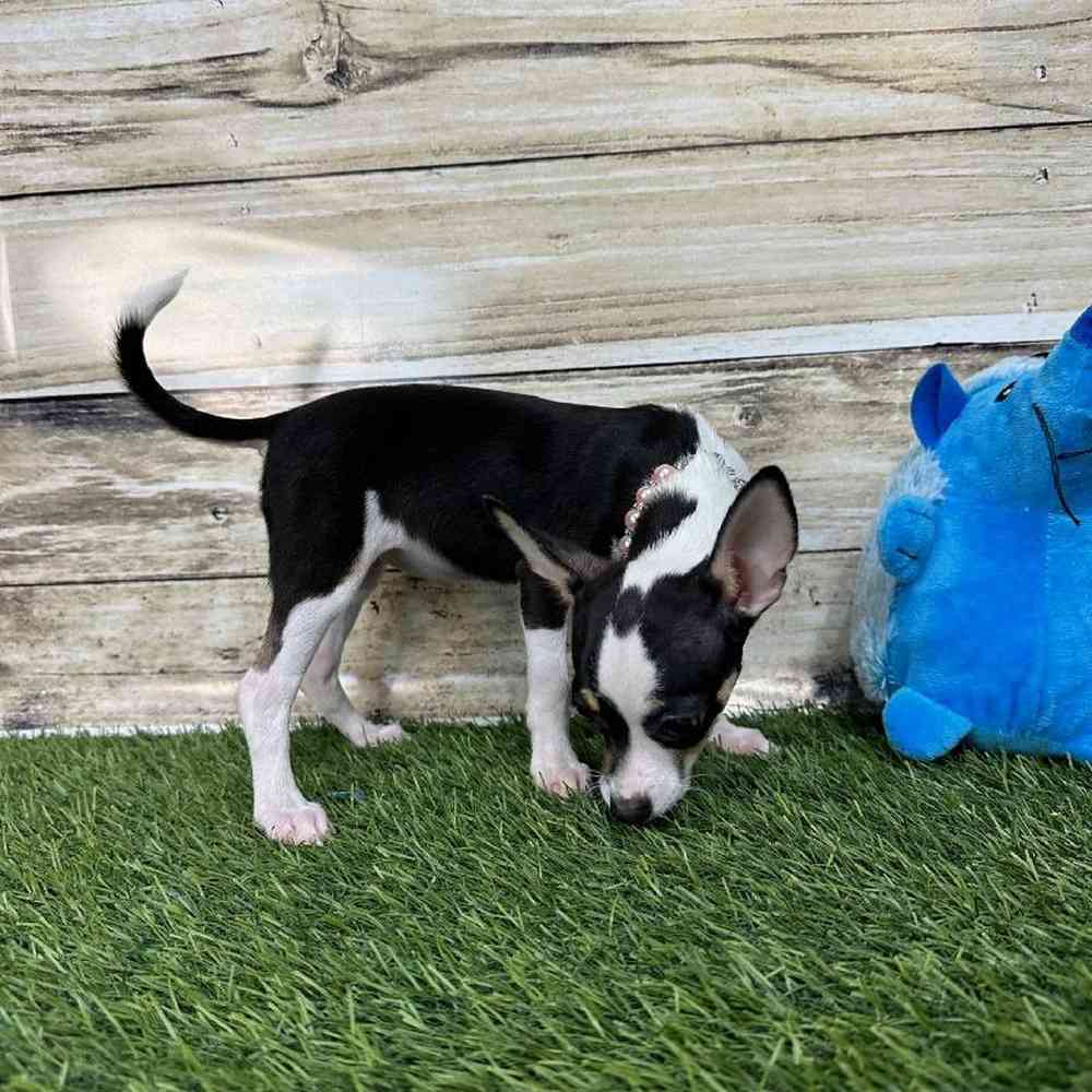 Female Chihuahua Puppy for Sale in Saugus, MA
