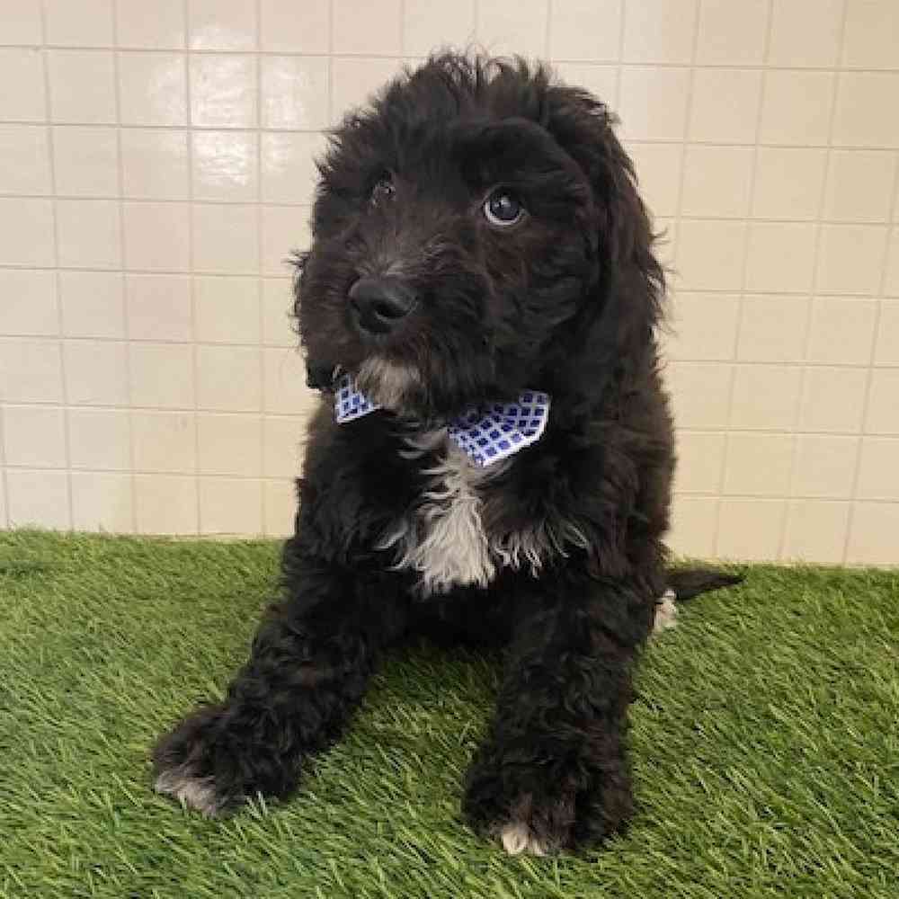 Male Aussiedoodle Puppy for sale