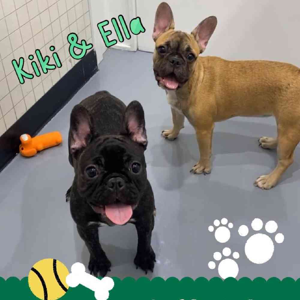 Female French Bulldog Puppy for Sale in Saugus, MA