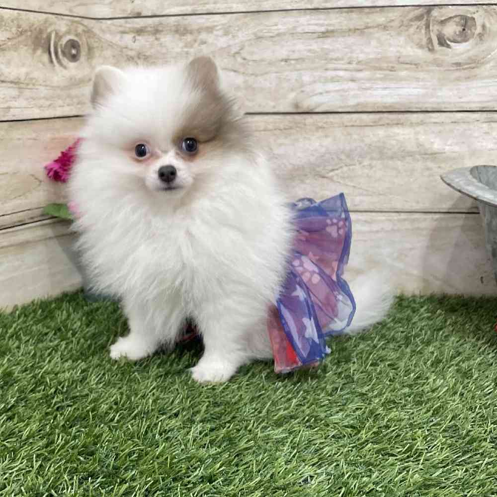 Female Pomeranian Puppy for Sale in Braintree, MA