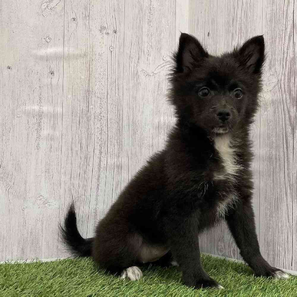 Female Pomimo Puppy for Sale in Braintree, MA