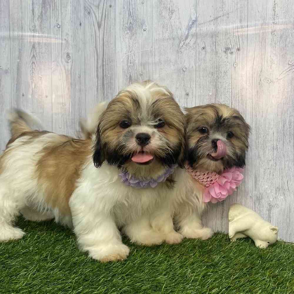 Female Shih Tzu Puppy for Sale in Saugus, MA