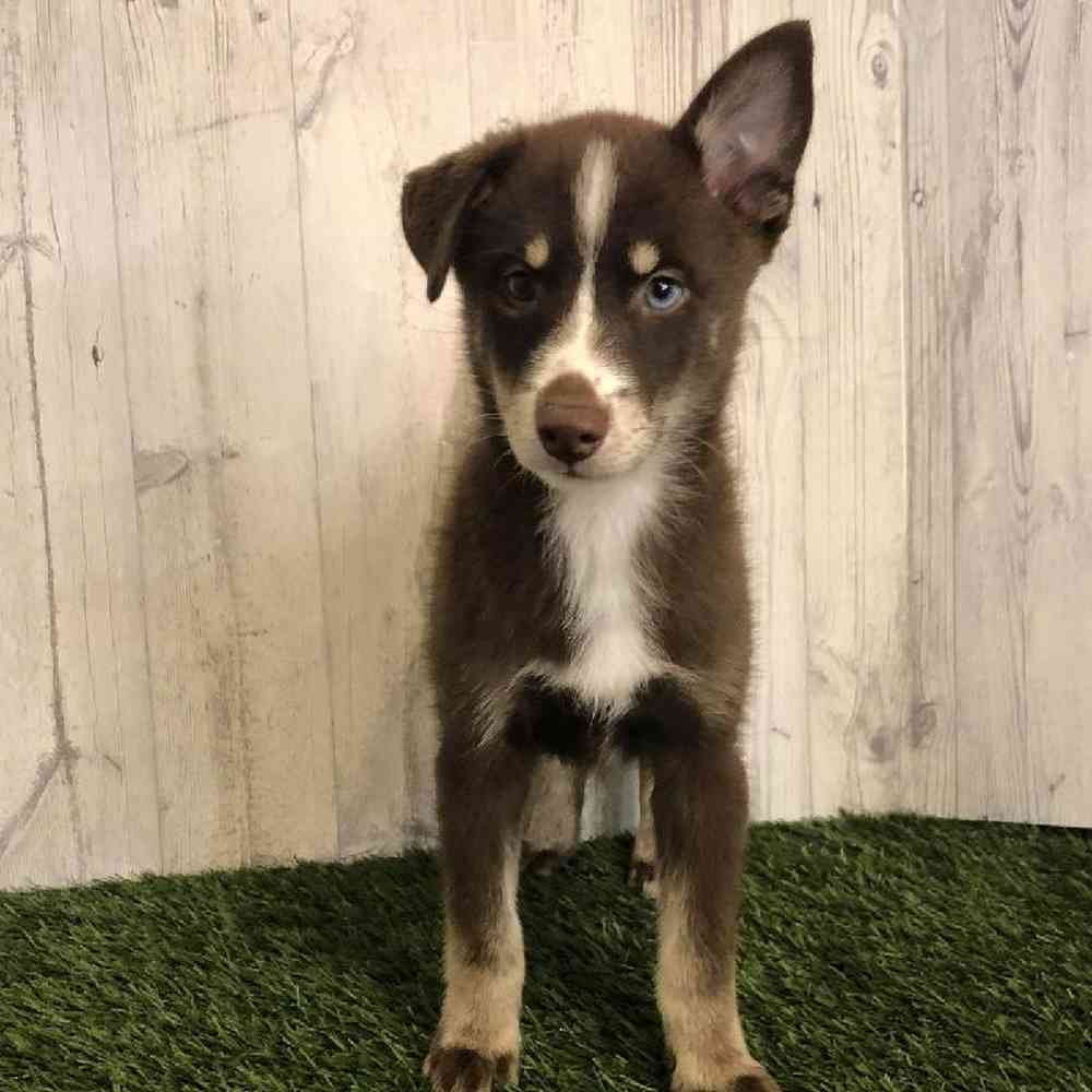 Male Pomsky Puppy for sale