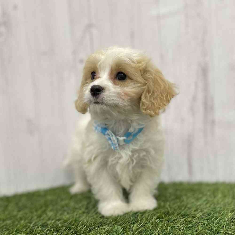 Male Cavachon Puppy for Sale in Braintree, MA