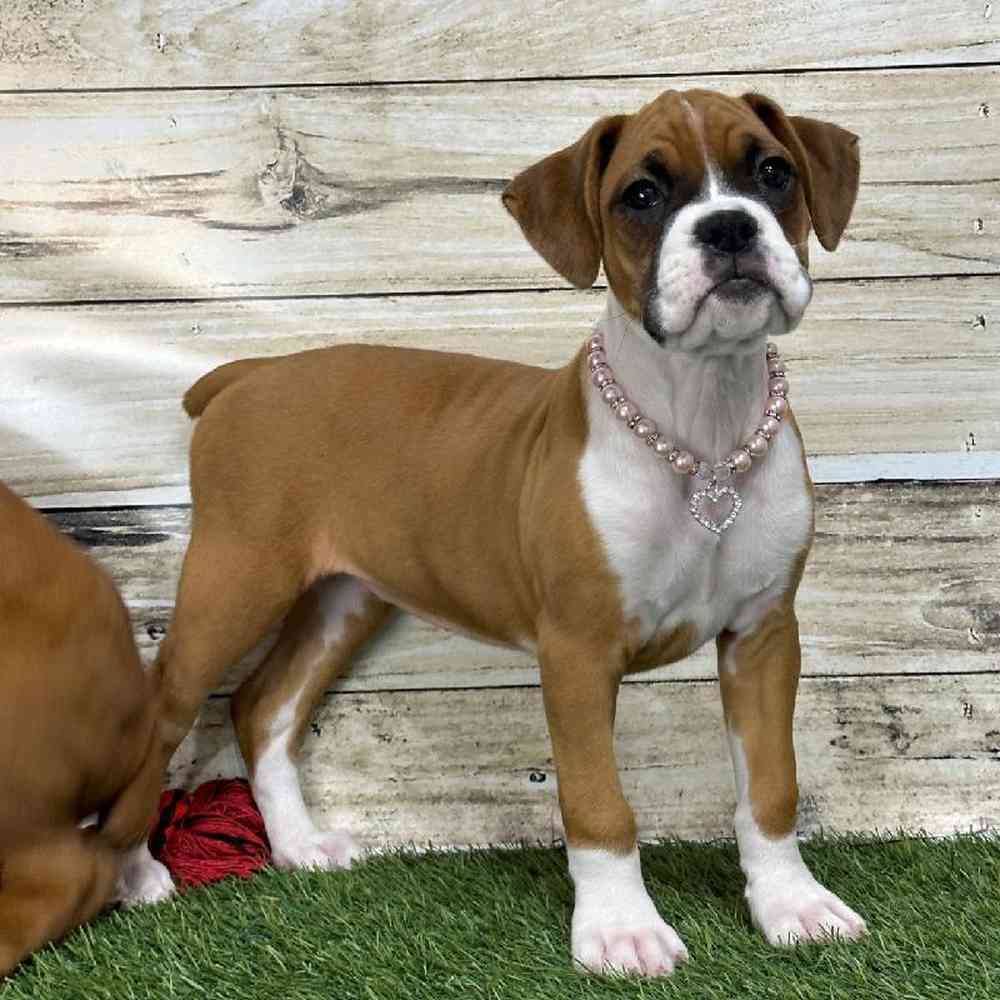 Female Boxer Puppy for Sale in Saugus, MA