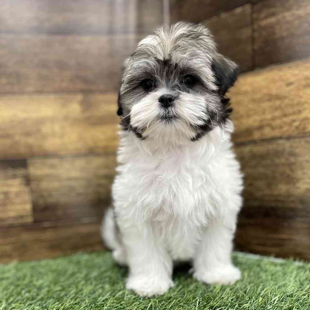 Female Malshi Puppy for Sale in Braintree, MA