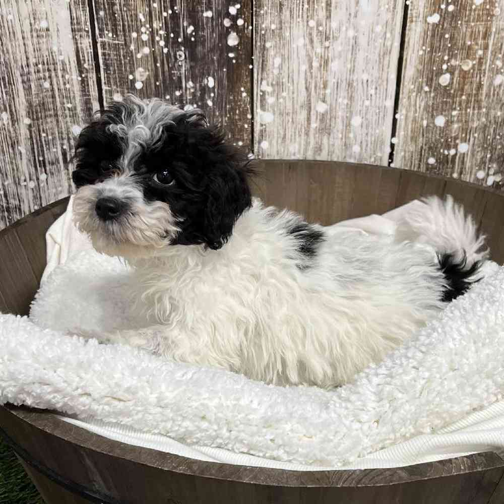 Female Cavachon Puppy for Sale in Saugus, MA