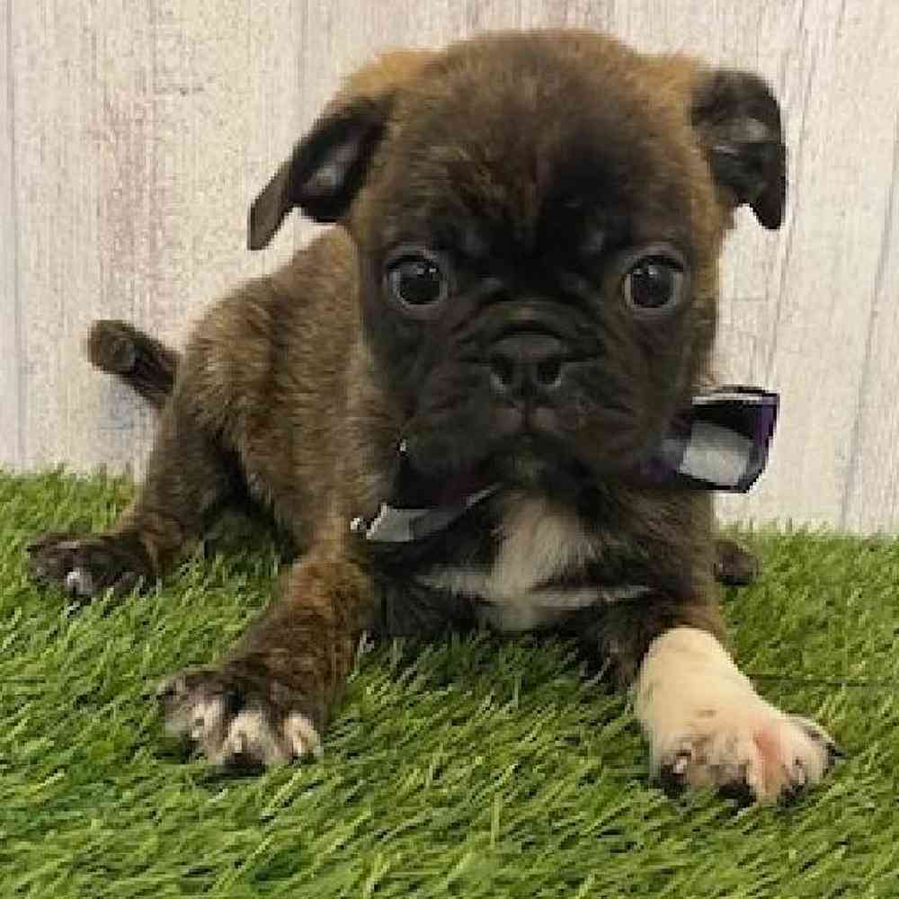 Male Bugg Puppy for sale