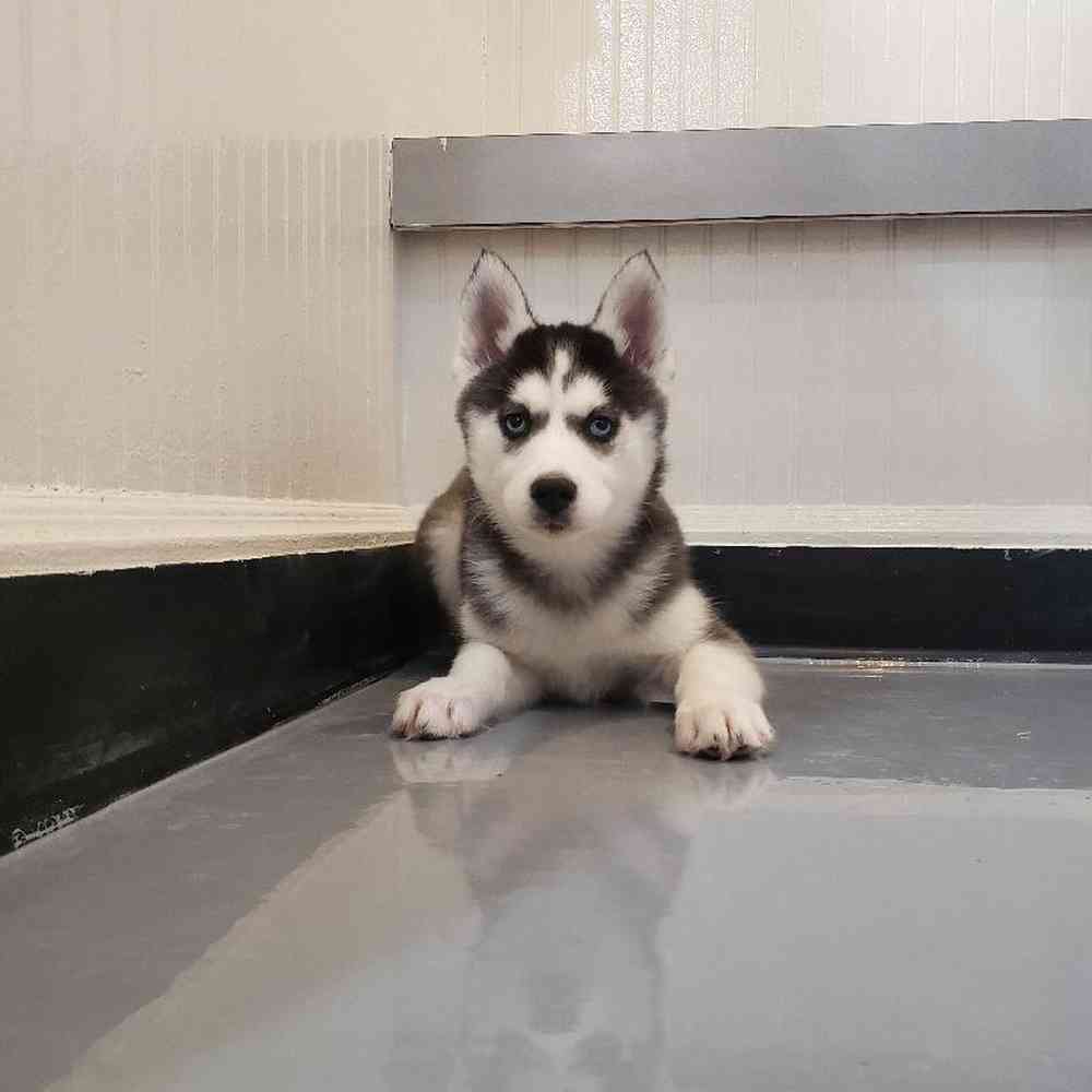 Female Siberian Husky Puppy for sale