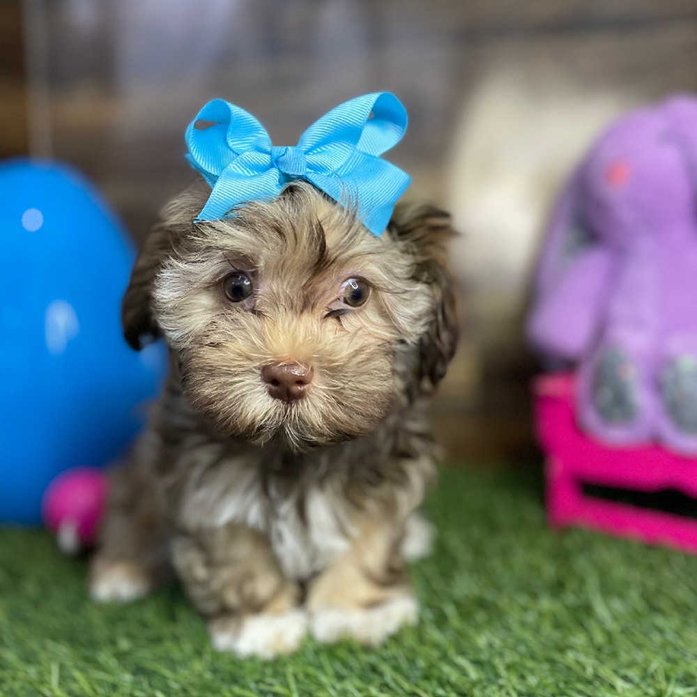 Female Havanese Puppy for Sale in Braintree, MA