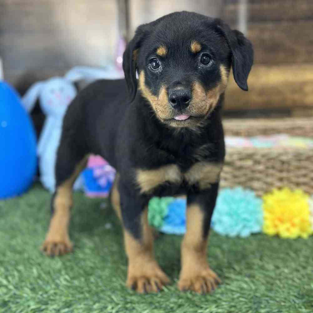 Female Rottweiler Puppy for Sale in Saugus, MA