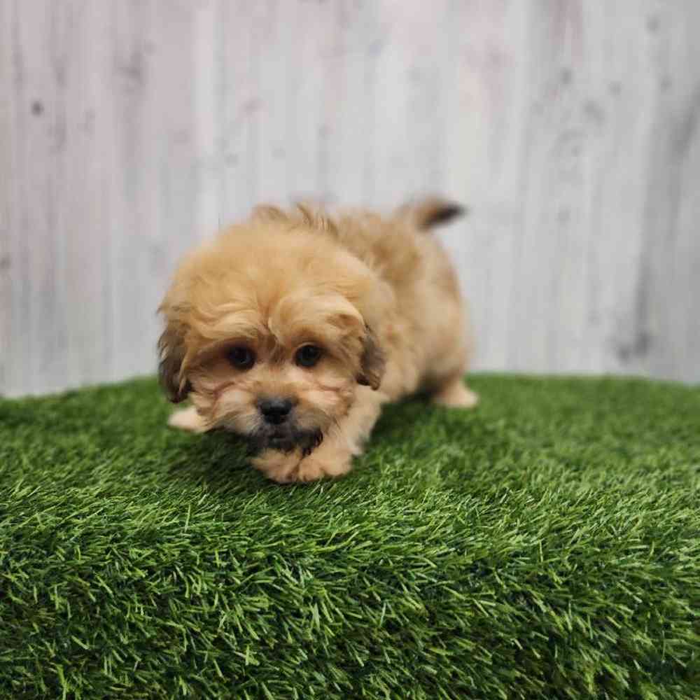 Male Peke A Poo Puppy for Sale in Braintree, MA