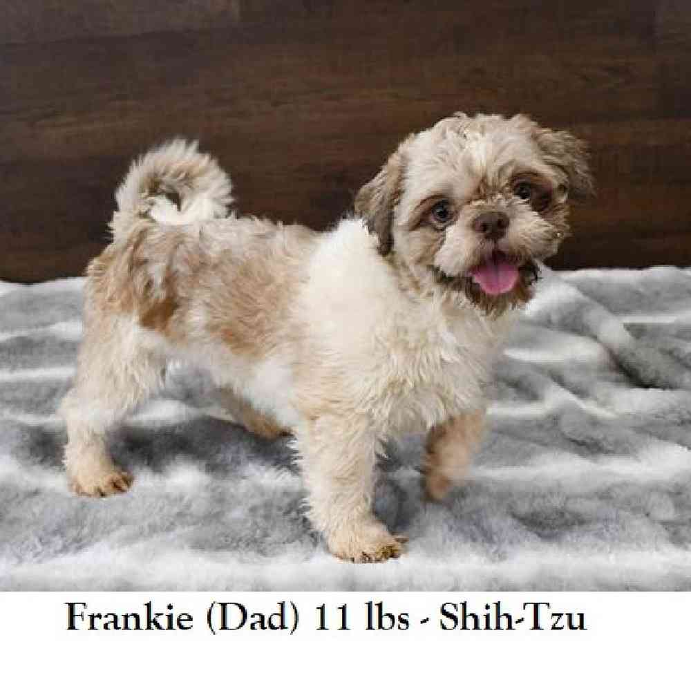 Female Shih-Apso Puppy for Sale in Saugus, MA