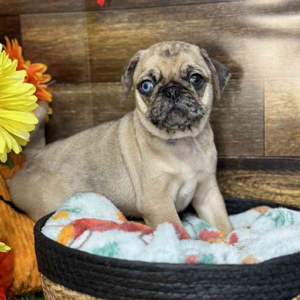 Male Pug Puppy for Sale in Saugus, MA