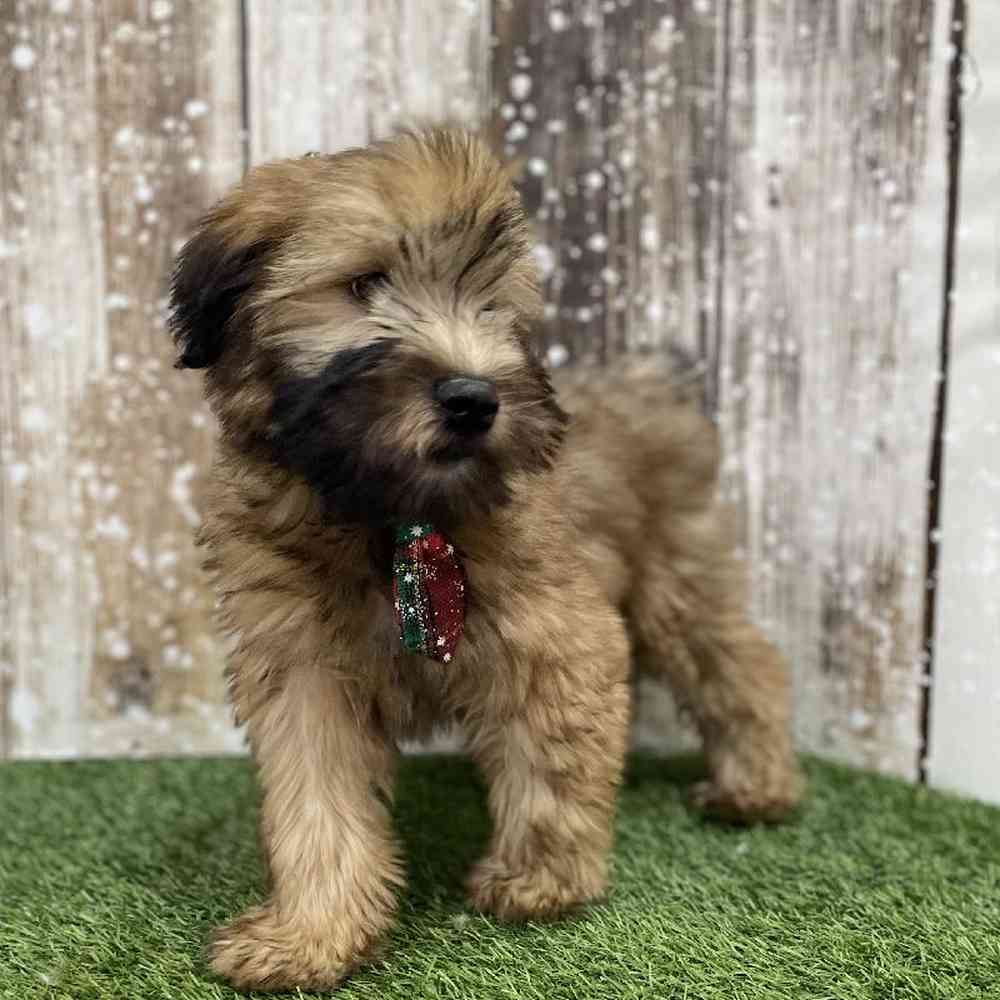 Male Soft Coated Wheaten Terrier Puppy for Sale in Braintree, MA