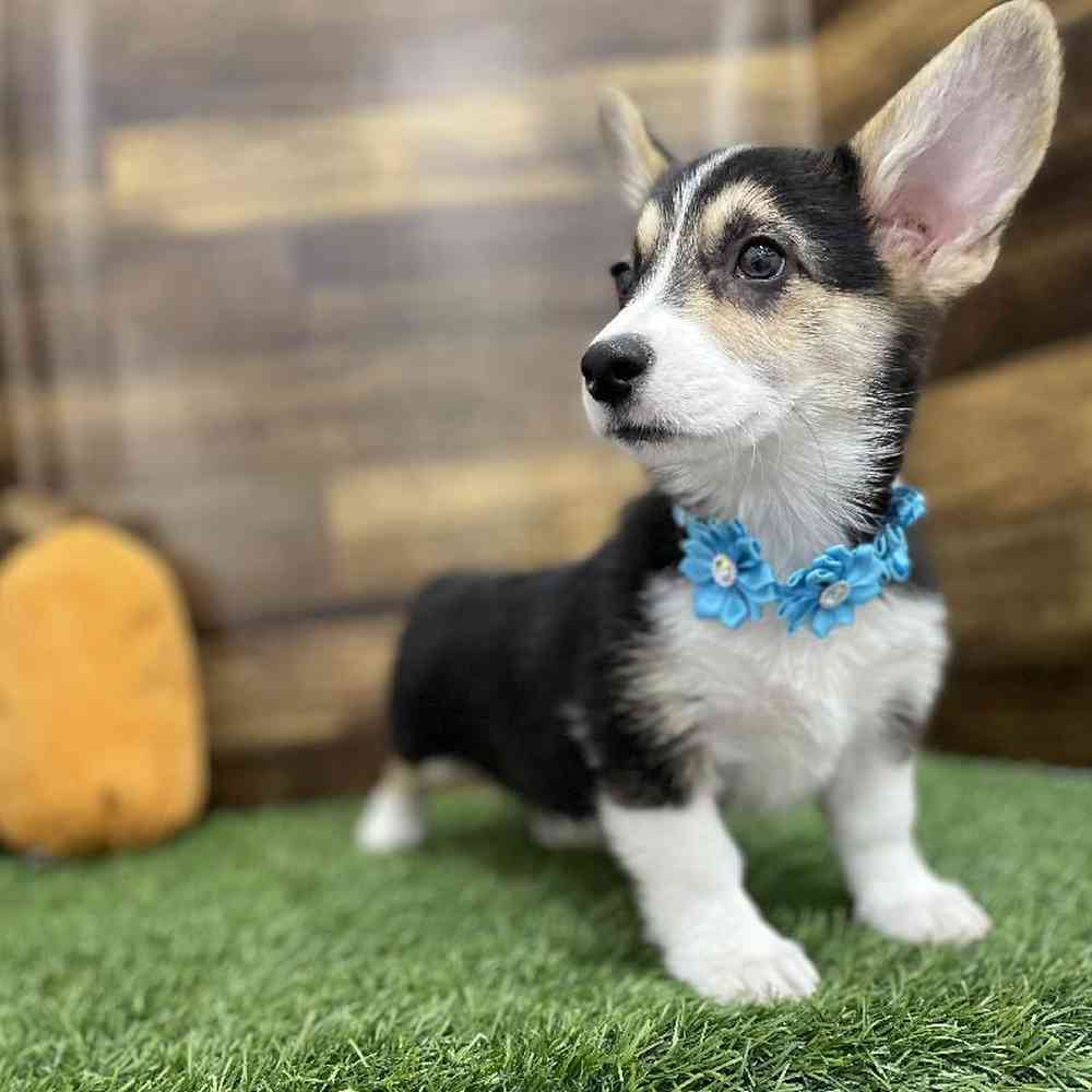 Female Pembroke Welsh Corgi Puppy for Sale in Braintree, MA