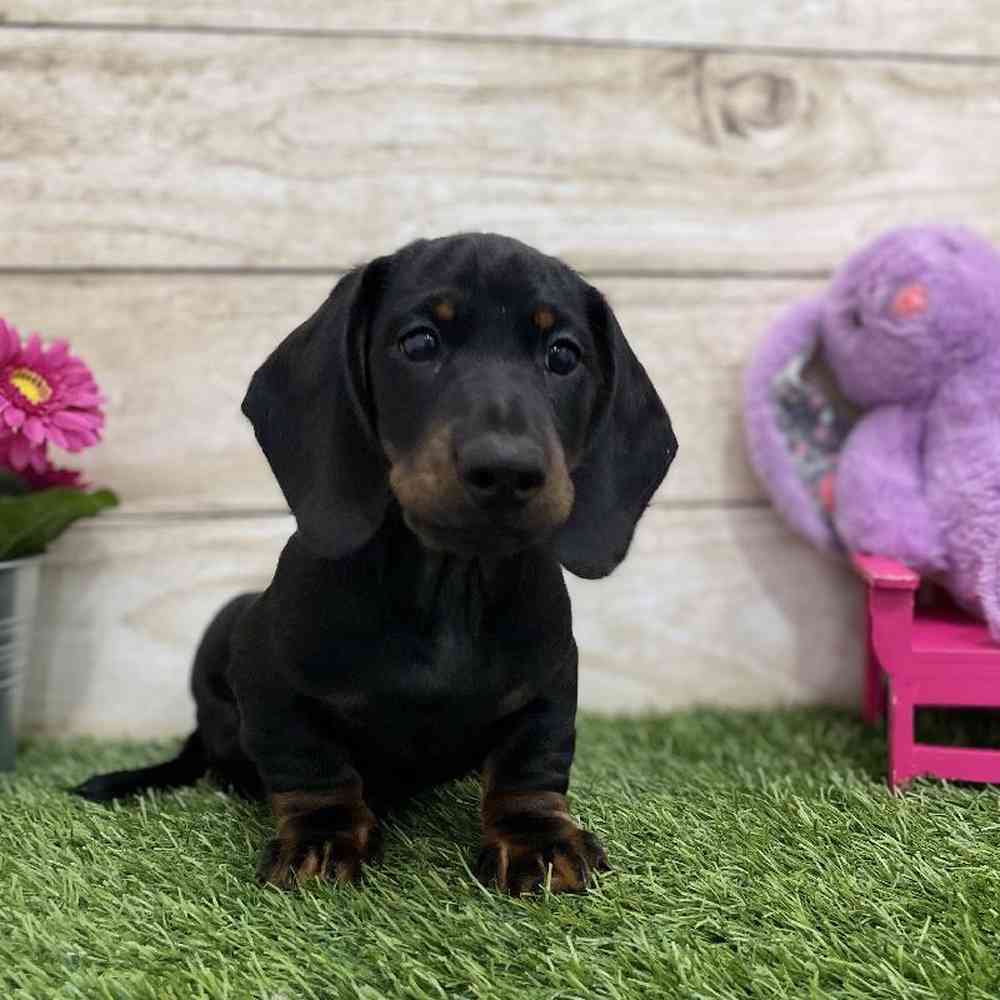 Male Dachshund Puppy for Sale in Braintree, MA