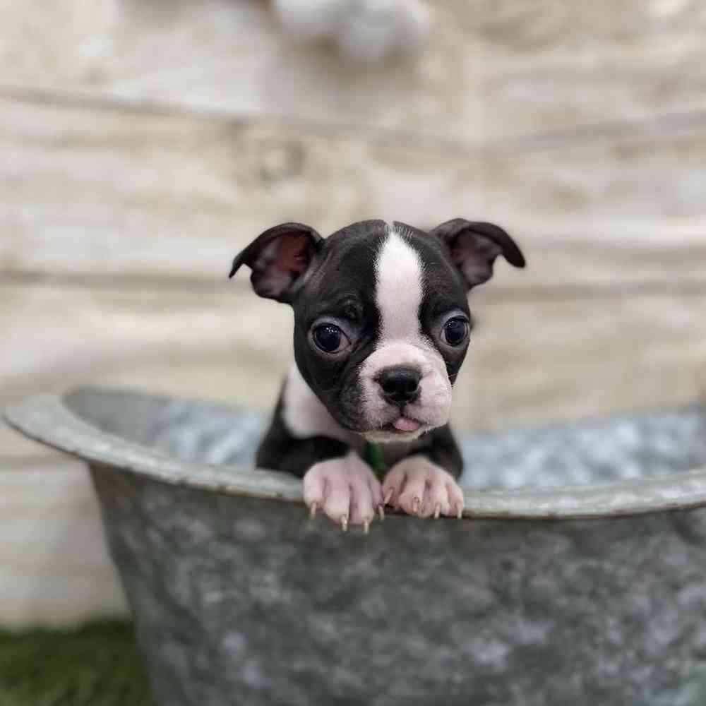 Male Boston Terrier Puppy for Sale in Braintree, MA