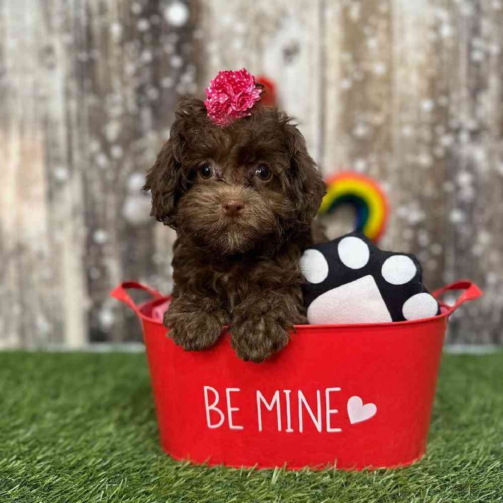 Female Havapoo Puppy for Sale in Saugus, MA