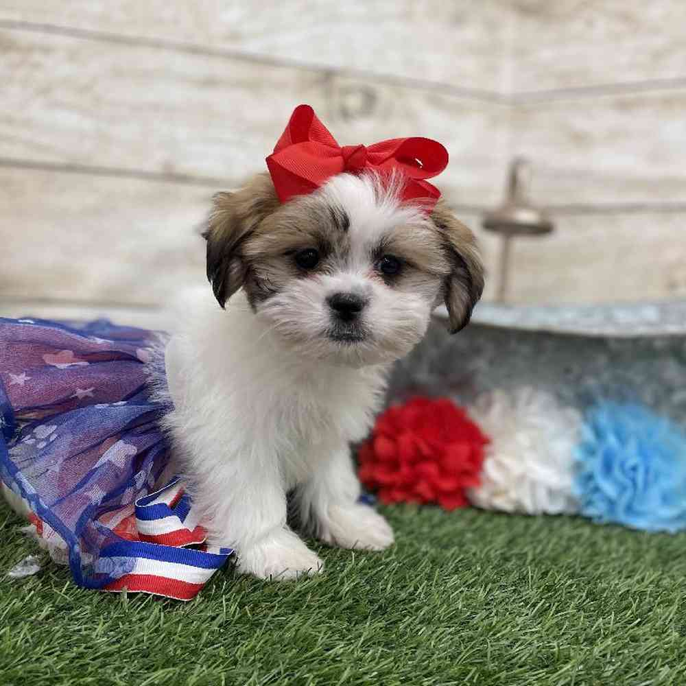 Female Malshi Puppy for Sale in Braintree, MA
