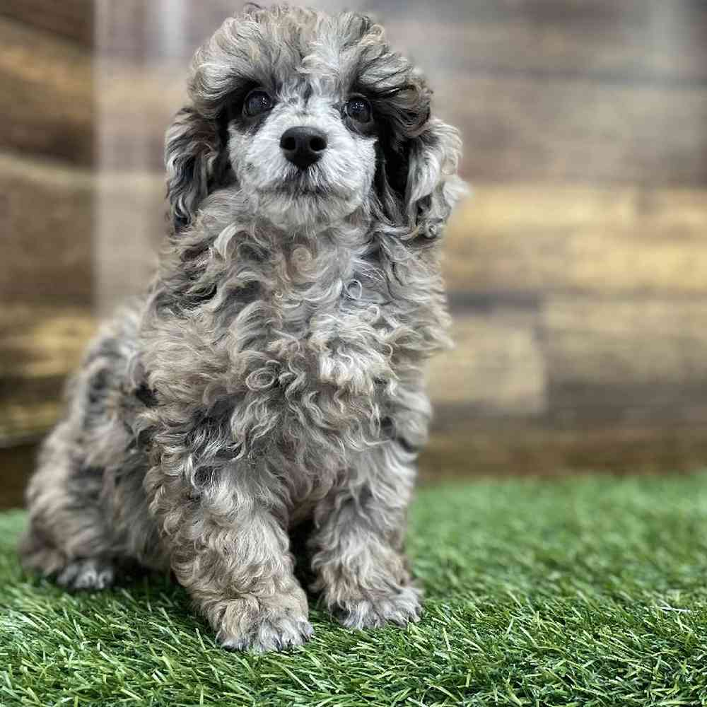 Male Poodle Toy Puppy for Sale in Braintree, MA