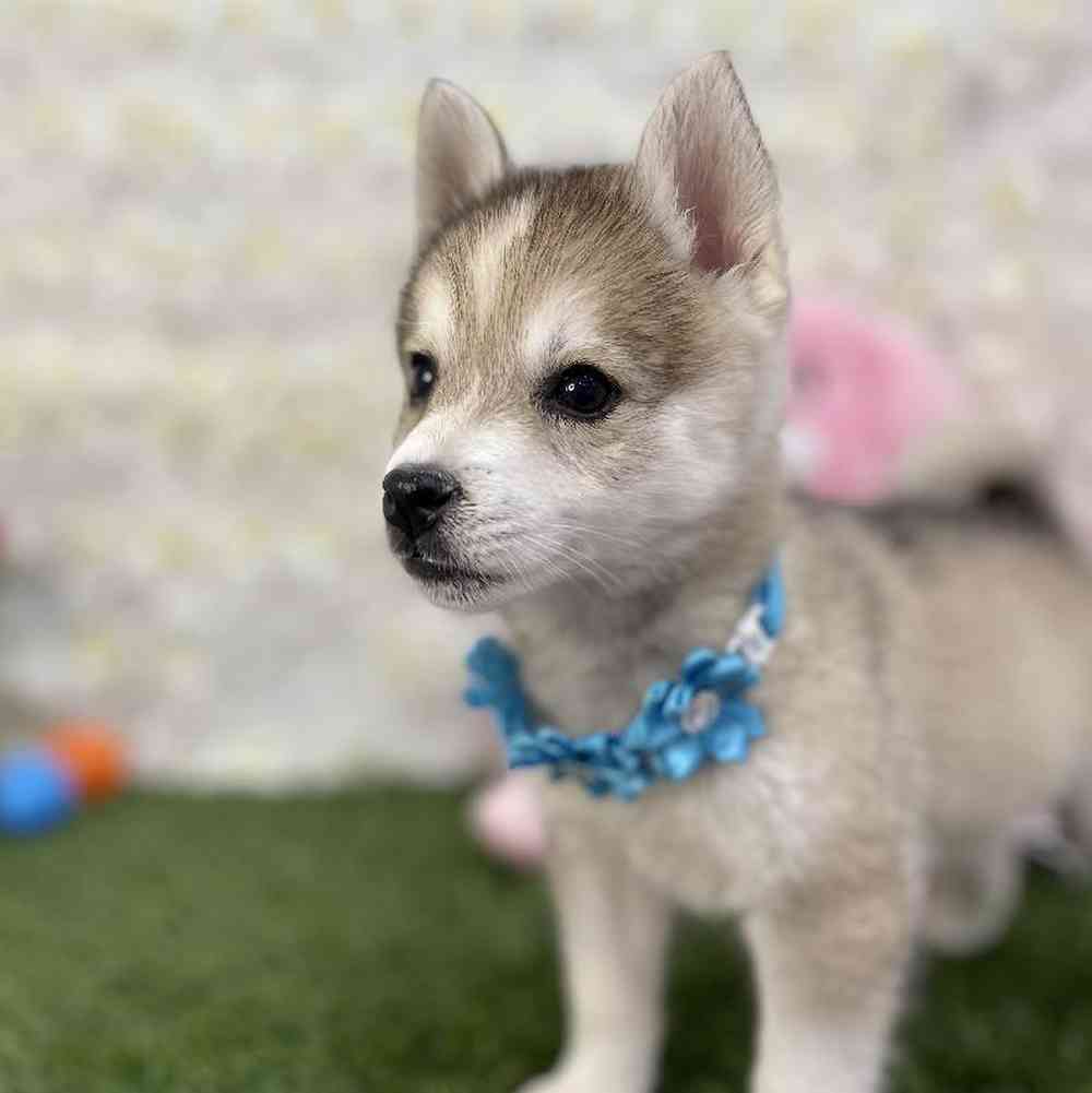 Female Alaskan Klee Kai Puppy for Sale in Braintree, MA