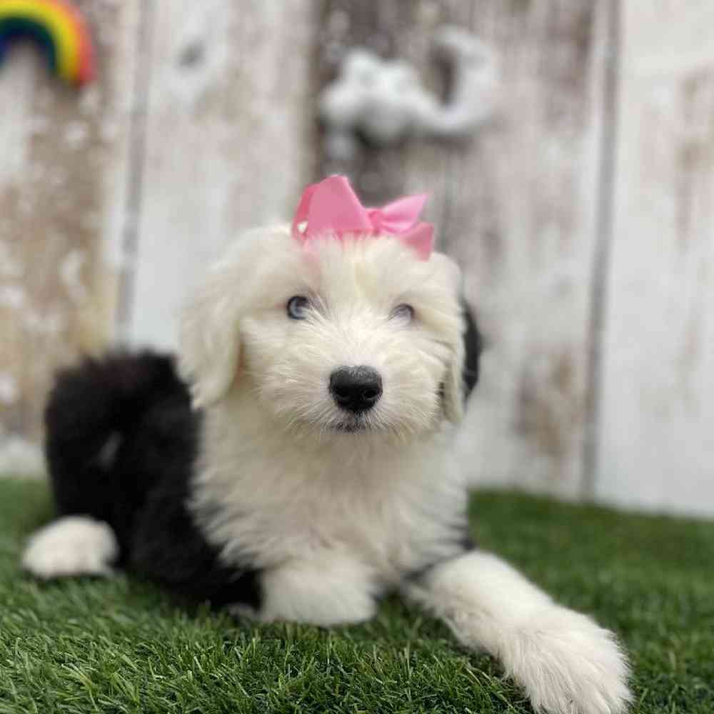 Female Old English Sheepdog Puppy for Sale in Braintree, MA