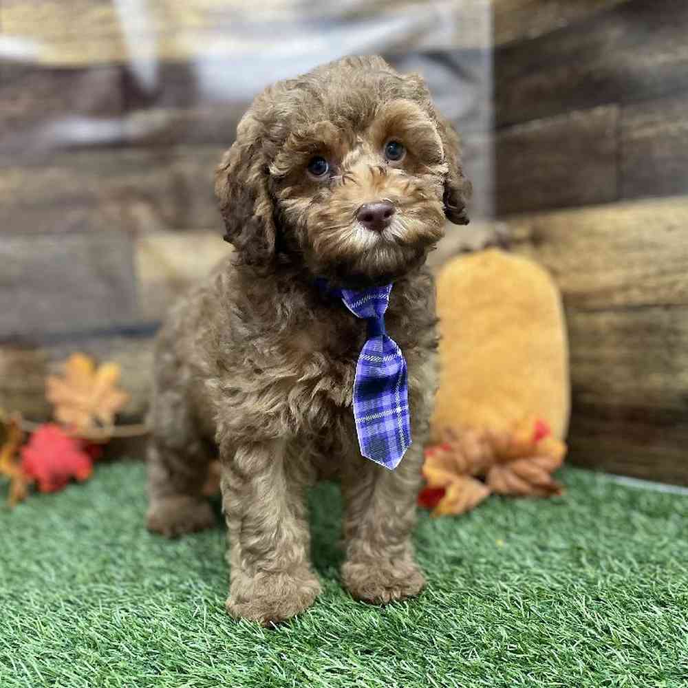 Male Cockapoo 2nd Gen Puppy for Sale in Braintree, MA