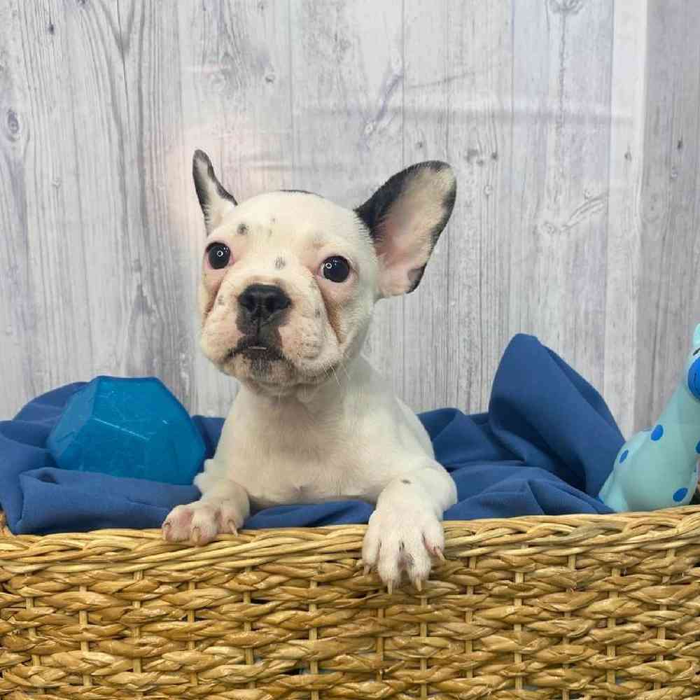 Male French Bulldog Puppy for Sale in Saugus, MA