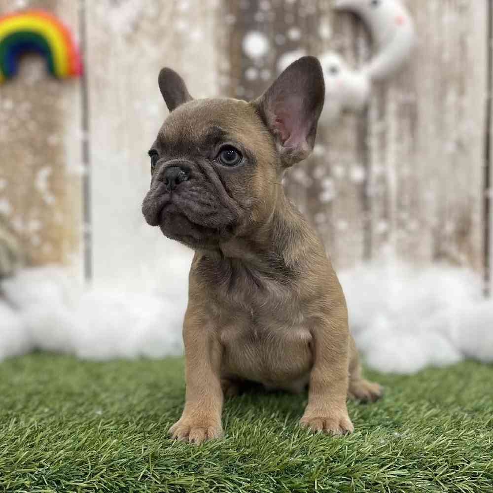 Female French Bulldog Puppy for Sale in Braintree, MA