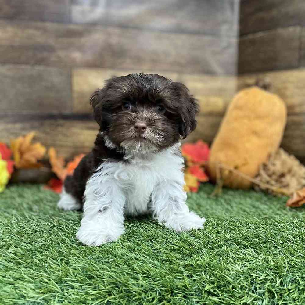 Male Havanese Puppy for Sale in Braintree, MA
