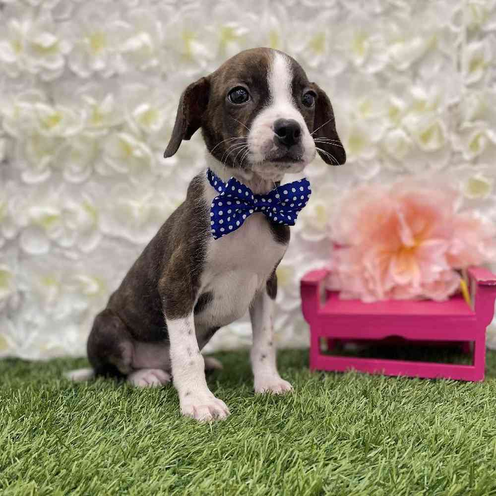 Male Boglen Terrier Puppy for Sale in Braintree, MA