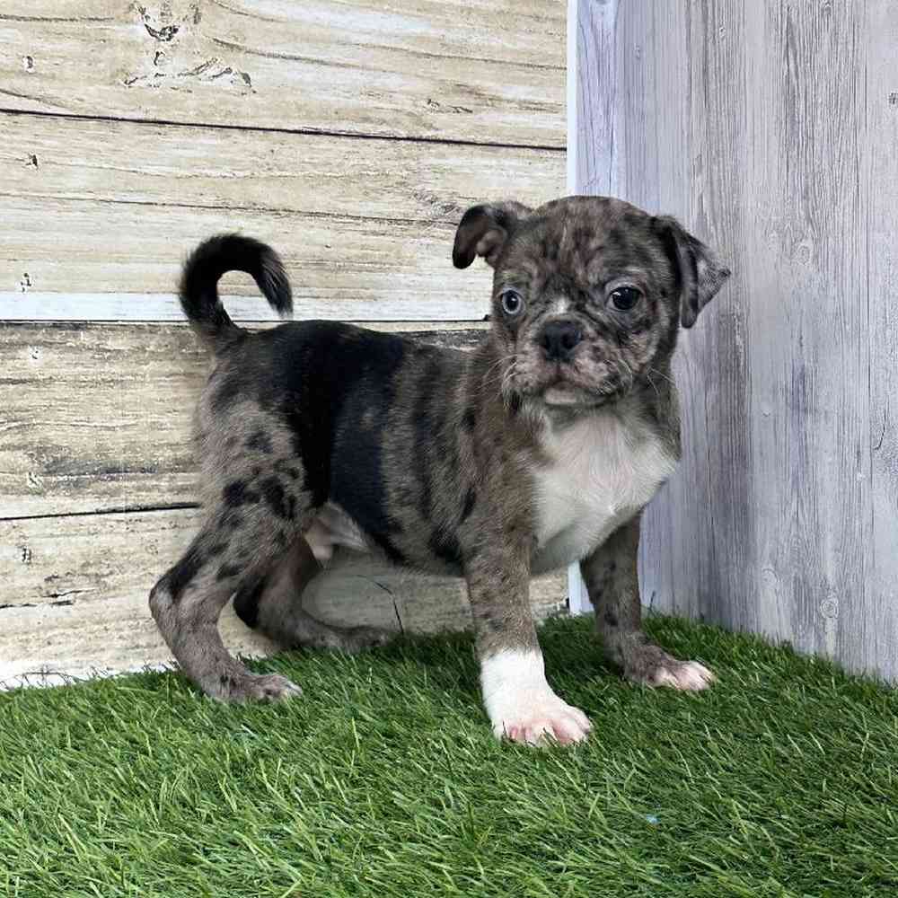 Male Bugg Puppy for Sale in Saugus, MA