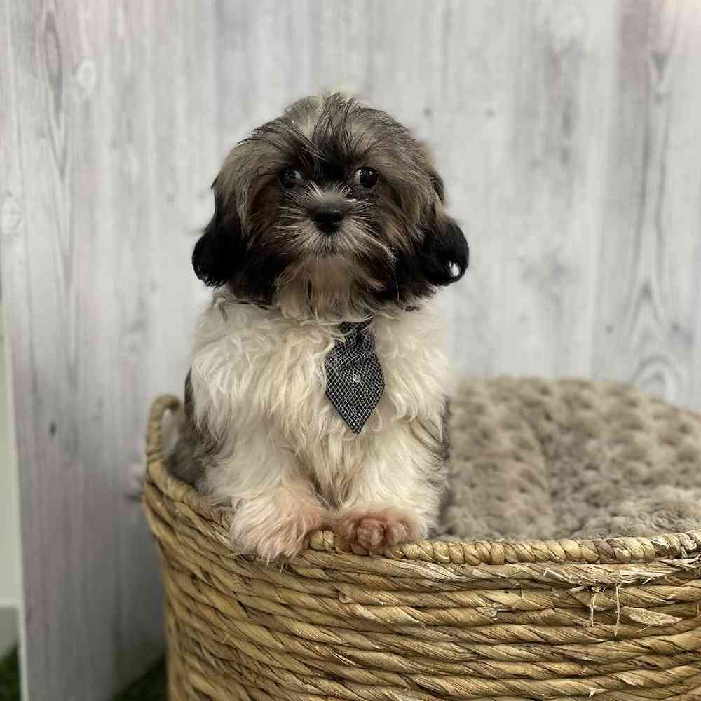 Male Shih Tzu Puppy for sale