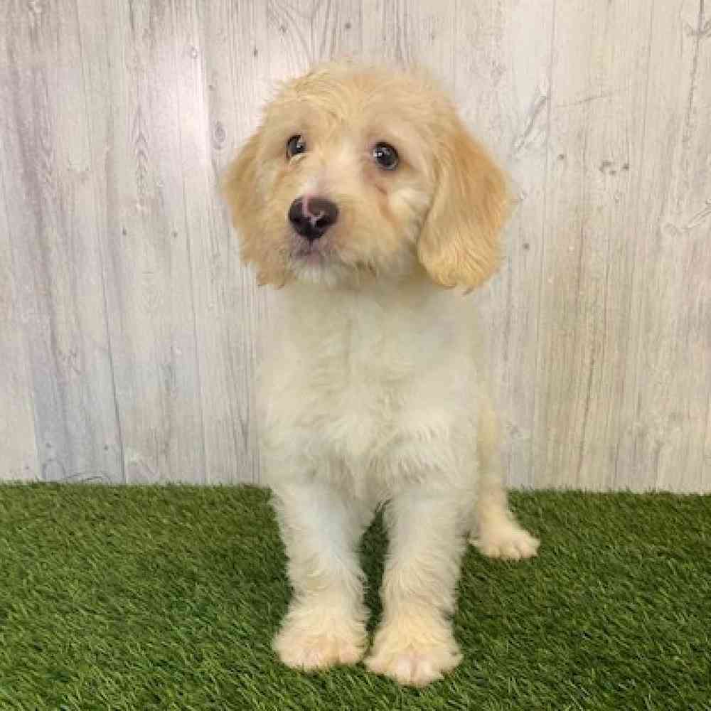 Male Mini Labradoodle Puppy for sale