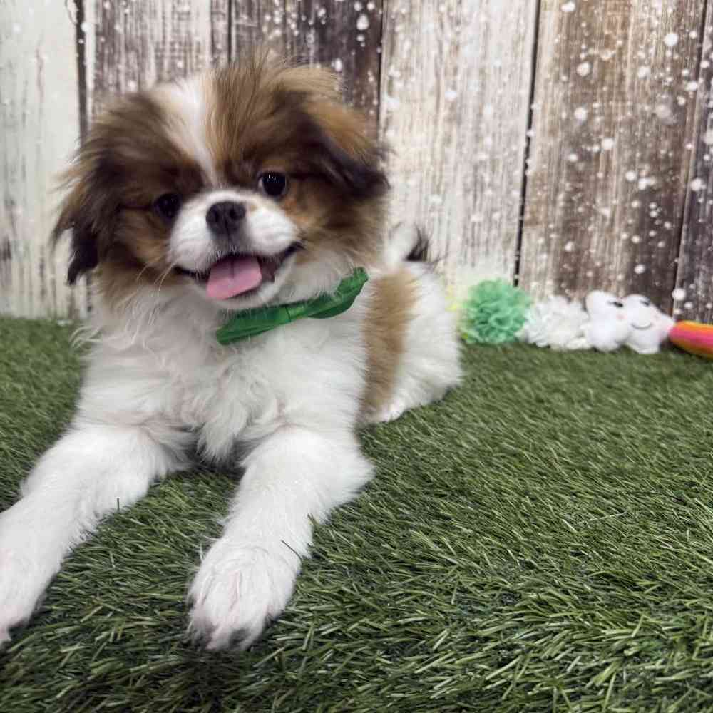Male Japanese Chin Puppy for Sale in Saugus, MA